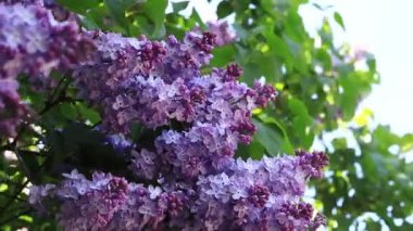 Leylak çiçekleri, yakın plan, cilt bakımı. Parkta güneşli bir günde leylak çiçeği açar. Çiçek açmış leylak çalısı. Güzel leylak çiçekleri, bahar doğal arka plan