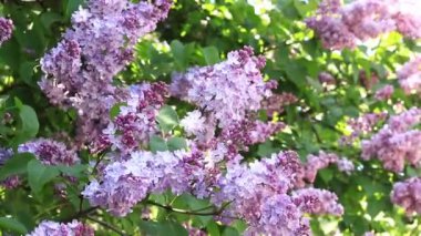 Leylak çiçekleri, yakın plan, cilt bakımı. Parkta güneşli bir günde leylak çiçeği açar. Çiçek açmış leylak çalısı. Güzel leylak çiçekleri, bahar doğal arka plan