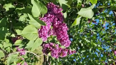 Parkta güneşli bir günde leylak çiçeği açar. Çiçek açmış leylak çalısı. Güzel parlak leylak çiçekleri, bahar doğal arka planı. Pembe çiçekler, büyük kızılötesi ışınlar.