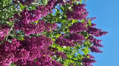 Mavi gökyüzüne karşı leylak çiçeği. Parkta güneşli bir günde çiçek açan leylak çalısı. Güzel parlak leylak çiçekleri, bahar doğal arka planı. Pembe çiçekler, büyük kızılötesi ışınlar.