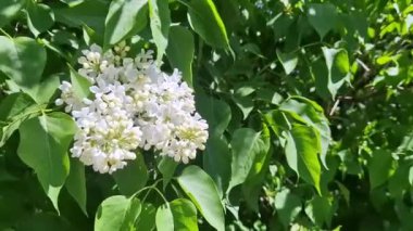 Beyaz leylak çiçekleri. Çiçekler yakın plan, şişkinlik. Parkta güneşli bir günde leylak çiçeği açar. Çiçek açmış leylak çalısı. Güzel leylak çiçekleri, bahar doğal arka plan