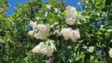 Mavi gökyüzüne karşı beyaz leylak çiçekleri. Çiçekler yakın plan, şişkinlik. Parkta güneşli bir günde leylak çiçeği açar. Çiçek açmış leylak çalısı. Güzel leylak çiçekleri, bahar doğal arka plan