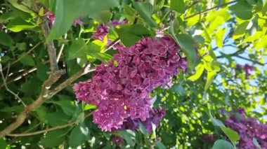 Parkta güneşli bir günde leylak çiçeği açar. Çiçek açmış leylak çalısı. Güzel parlak leylak çiçekleri, bahar doğal arka planı. Pembe çiçekler, büyük kızılötesi ışınlar.