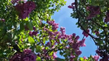 Mavi gökyüzüne karşı leylak çiçeği. Parkta güneşli bir günde çiçek açan leylak çalısı. Güzel parlak leylak çiçekleri, bahar doğal arka planı. Pembe çiçekler, büyük kızılötesi ışınlar.
