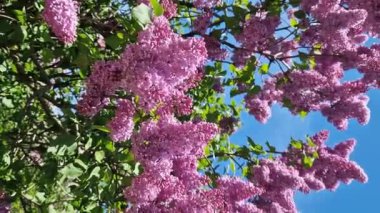 Mavi gökyüzüne karşı leylak çiçeği. Parkta güneşli bir günde çiçek açan leylak çalısı. Güzel parlak leylak çiçekleri, bahar doğal arka planı. Pembe çiçekler, büyük kızılötesi ışınlar.
