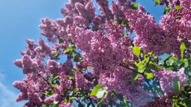 Mavi gökyüzüne karşı leylak çiçeği. Parkta güneşli bir günde çiçek açan leylak çalısı. Güzel parlak leylak çiçekleri, bahar doğal arka planı. Pembe çiçekler, büyük kızılötesi ışınlar.