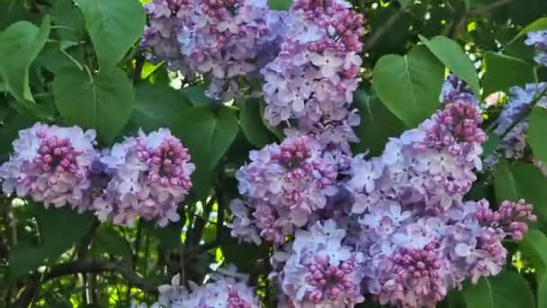 Fleurs Lilas Gros Plan Inflorescence Les Lilas Fleurissent Par Une — Video