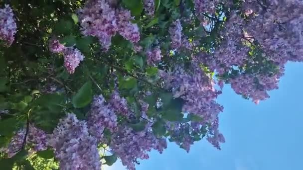 Λουλούδια Πασχαλιάς Κοντινό Πλάνο Ταξιανθία Πασχαλιά Ανθίζει Μια Ηλιόλουστη Μέρα — Αρχείο Βίντεο