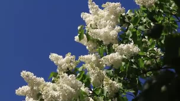 White Lilac Flowers Blue Sky Flowers Close Inflorescence Lilac Blossom — ストック動画
