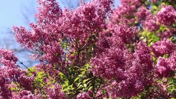 Flor Lila Día Soleado Parque Arbusto Lila Plena Floración Hermosas — Vídeos de Stock