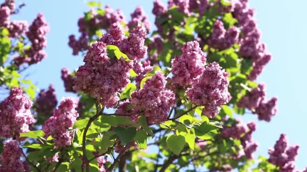 Lilac Blommar Solig Dag Parken Lilac Buske Full Blom Vackra — Stockvideo