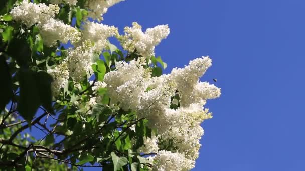 Λευκά Πασχαλινά Λουλούδια Στον Γαλάζιο Ουρανό Λουλούδια Κοντά Ταξιανθία Πασχαλιά — Αρχείο Βίντεο
