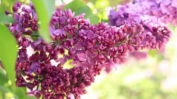 Lilac Kvete Slunečného Dne Parku Lilac Bush Plném Rozkvětu Krásné — Stock video