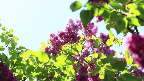 Flor Lila Día Soleado Parque Arbusto Lila Plena Floración Hermosas — Vídeos de Stock