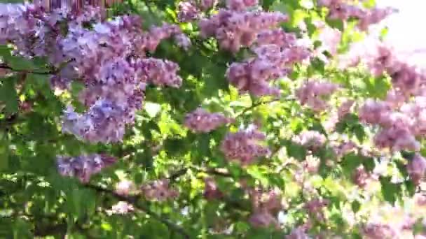 ライラックの花 クローズアップ リラックは公園で晴れた日に花を咲かせます リラック ブッシュ 満開だ 美しいライラックの花 春の自然の背景 — ストック動画