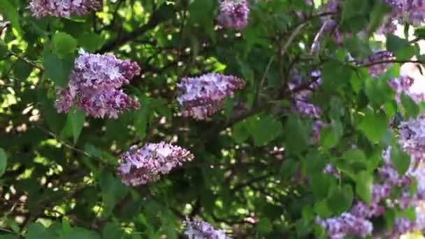 Квіти Бузку Крупним Планом Суцвіття Бузок Цвіте Сонячний День Парку — стокове відео