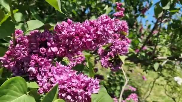 Kwitnie Liliowy Słoneczny Dzień Parku Krzew Liliowy Pełnym Rozkwicie Piękne — Wideo stockowe