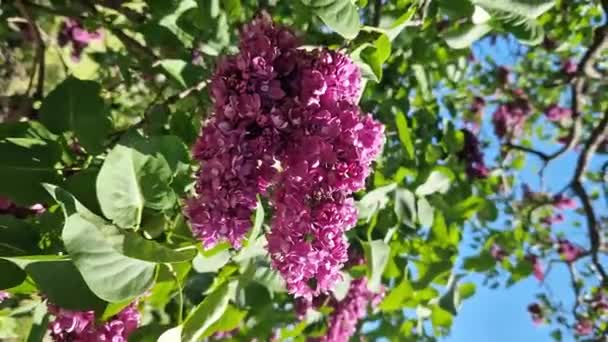 リラックは公園で晴れた日に花を咲かせます リラック ブッシュ 満開だ 美しい明るいライラックの花 春の自然の背景 ピンクの花 大きな炎症 — ストック動画