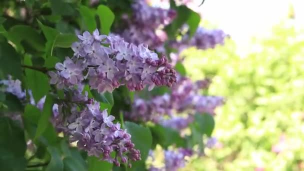 Lilacblommor Närbild Blomstã Llning Lilac Blommar Solig Dag Parken Lilac — Stockvideo