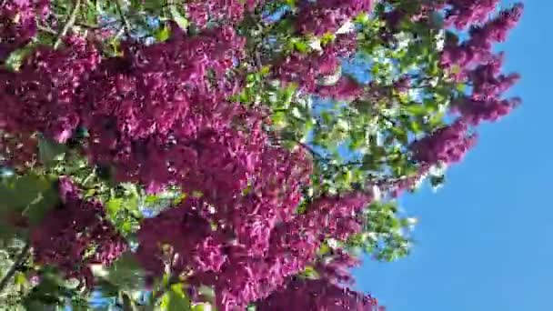 Liliowy Kwiat Przeciwko Błękitnemu Niebu Krzew Liliowy Pełnym Rozkwicie Słoneczny — Wideo stockowe