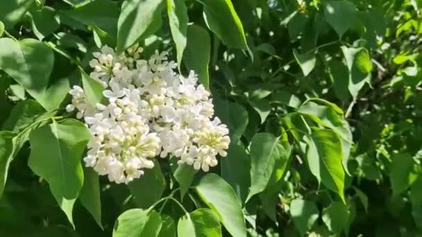 ホワイトライラックの花 花を閉じる リラックは公園で晴れた日に花を咲かせます リラック ブッシュ 満開だ 美しいライラックの花 春の自然の背景 — ストック動画