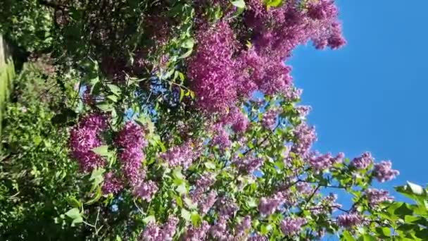 Lilac Bloeit Tegen Een Blauwe Lucht Lilac Bush Volle Bloei — Stockvideo