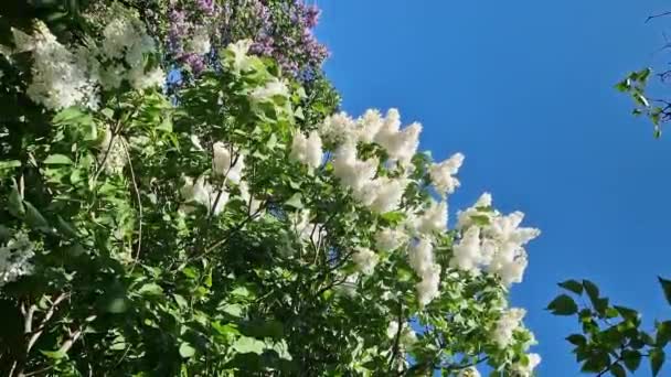 Flores Blancas Lila Contra Cielo Azul Flores Primer Plano Inflorescencia — Vídeos de Stock