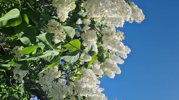 白いライラックは青い空に向かって花を咲かせます 花を閉じる リラックは公園で晴れた日に花を咲かせます リラック ブッシュ 満開だ 美しいライラックの花 春の自然の背景 — ストック動画