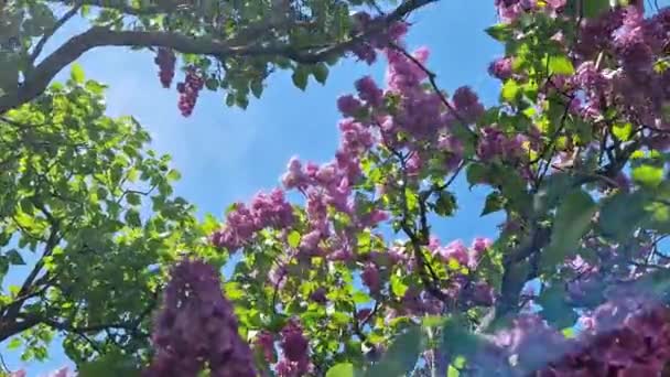 ライラックは青い空に咲きました リラックは公園で晴れた日に満開のブッシュ 美しい明るいライラックの花 春の自然の背景 ピンクの花 大きな炎症 — ストック動画