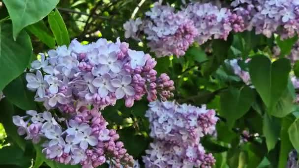 Lilac Flowers Close Inflorescence Lilac Blossom Sunny Day Park Lilac — Stock Video