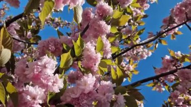 Güzel pembe sakura çiçekleri ilkbahar mavi gökyüzüne karşı. Prunus serrulata Kanzan. Baharda güneşli bir günde çiçek açan ağaçla güzel bir doğa sahnesi. Doğal bahar arkaplanı