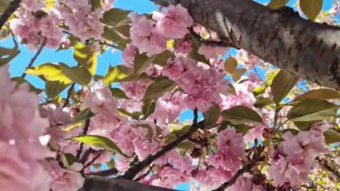 Güzel pembe sakura çiçekleri ilkbahar mavi gökyüzüne karşı. Prunus serrulata Kanzan. Baharda güneşli bir günde çiçek açan ağaçla güzel bir doğa sahnesi. Doğal bahar arkaplanı