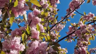 Güzel pembe sakura çiçekleri ilkbahar mavi gökyüzüne karşı. Prunus serrulata Kanzan. Baharda güneşli bir günde çiçek açan ağaçla güzel bir doğa sahnesi. Doğal bahar arkaplanı