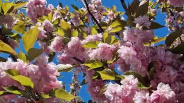 Güzel pembe sakura çiçekleri ilkbahar mavi gökyüzüne karşı. Prunus serrulata Kanzan. Baharda güneşli bir günde çiçek açan ağaçla güzel bir doğa sahnesi. Doğal bahar arkaplanı