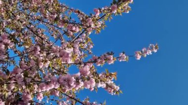 Güzel pembe sakura çiçekleri ilkbahar mavi gökyüzüne karşı. Prunus serrulata Kanzan. Baharda güneşli bir günde çiçek açan ağaçla güzel bir doğa sahnesi. Doğal bahar arkaplanı