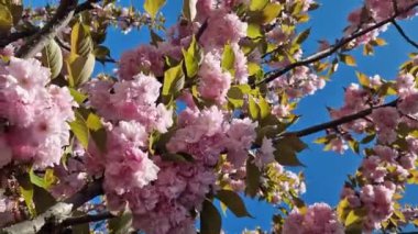 Güzel pembe sakura çiçekleri ilkbahar mavi gökyüzüne karşı. Prunus serrulata Kanzan. Baharda güneşli bir günde çiçek açan ağaçla güzel bir doğa sahnesi. Doğal bahar arkaplanı