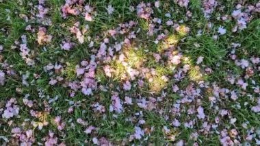 Çimlere düşmüş pembe sakura çiçekleri, üst manzara. Bahar doğal arka plan. Parkta kiraz çiçeklerinin sonu.
