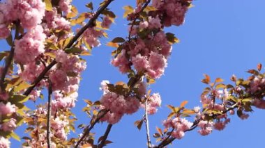 Güzel pembe sakura çiçekleri ilkbahar mavi gökyüzüne karşı. Prunus serrulata Kanzan. Baharda güneşli bir günde çiçek açan ağaçla güzel bir doğa sahnesi. Doğal bahar arkaplanı