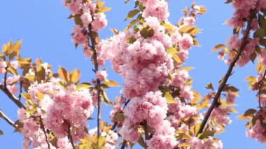 Güzel pembe sakura çiçekleri ilkbahar mavi gökyüzüne karşı. Prunus serrulata Kanzan. Baharda güneşli bir günde çiçek açan ağaçla güzel bir doğa sahnesi. Doğal bahar arkaplanı