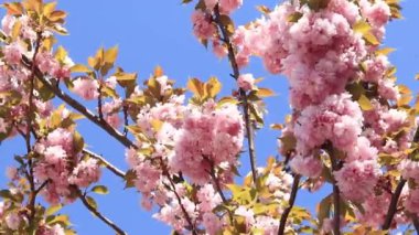 Güzel pembe sakura çiçekleri ilkbahar mavi gökyüzüne karşı. Prunus serrulata Kanzan. Baharda güneşli bir günde çiçek açan ağaçla güzel bir doğa sahnesi. Doğal bahar arkaplanı