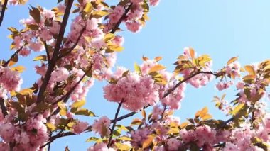 Güzel pembe sakura çiçekleri ilkbahar mavi gökyüzüne karşı. Prunus serrulata Kanzan. Baharda güneşli bir günde çiçek açan ağaçla güzel bir doğa sahnesi. Doğal bahar arkaplanı
