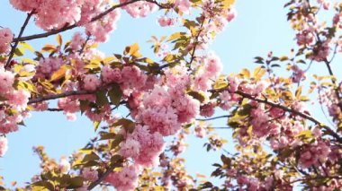 Güzel pembe sakura çiçekleri ilkbahar mavi gökyüzüne karşı. Prunus serrulata Kanzan. Baharda güneşli bir günde çiçek açan ağaçla güzel bir doğa sahnesi. Doğal bahar arkaplanı