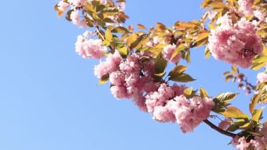 Güzel pembe sakura çiçekleri ilkbahar mavi gökyüzüne karşı. Prunus serrulata Kanzan. Baharda güneşli bir günde çiçek açan ağaçla güzel bir doğa sahnesi. Doğal bahar arkaplanı