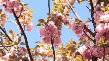 Güzel pembe sakura çiçekleri ilkbahar mavi gökyüzüne karşı. Prunus serrulata Kanzan. Baharda güneşli bir günde çiçek açan ağaçla güzel bir doğa sahnesi. Doğal bahar arkaplanı