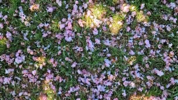 Fleurs Rose Sakura Tombées Sur Herbe Vue Dessus Printemps Fond — Video