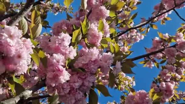 Lindas Flores Sakura Rosa Contra Céu Azul Primavera Prunus Serrulata — Vídeo de Stock