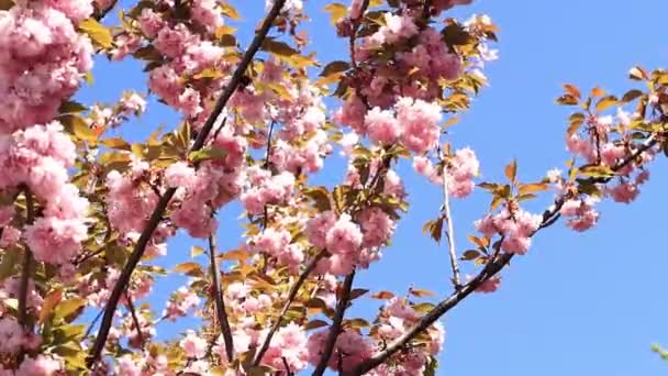 Lindas Flores Sakura Rosa Contra Céu Azul Primavera Prunus Serrulata — Vídeo de Stock