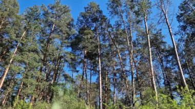 Baharda çam ormanı, doğa, manzara. Doğal arka plan. Çam ormanında uzun ağaç gövdeleri, gökyüzüne karşı ağaçlar. Orman