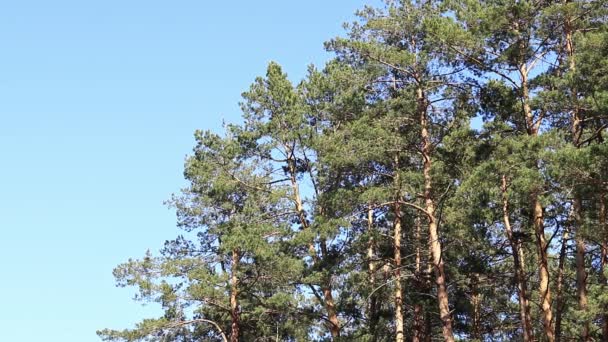 Floresta Pinheiro Primavera Natureza Paisagem Fundo Natural Tall Troncos Árvores — Vídeo de Stock