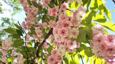 Sakura çiçeği. Baharın mavi gökyüzünün arka planında güzel pembe sakura çiçekleri. Baharın güneşli bir gününde çiçek açan bir ağaçla güzel bir doğa. Doğal bahar geçmişi. Pembe çiçekler
